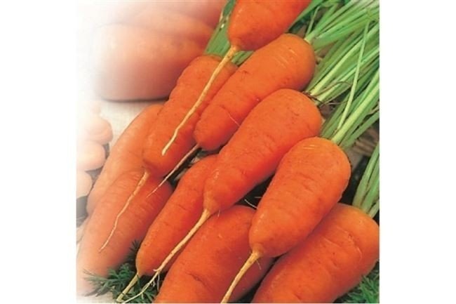 Морковь сорт ред кор