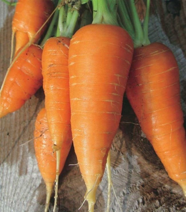 Сорт моркови каротель
