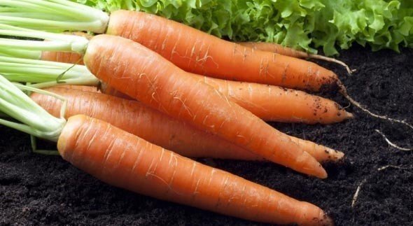 Морковь сорт ксмберра