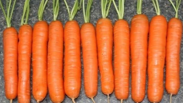 Морковь «Нантская»: особенности выращивания
