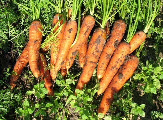 Самовыкапывающаяся морковь сорт