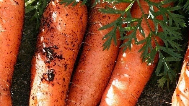 Описание корнеплодов и семян сорта моркови канада