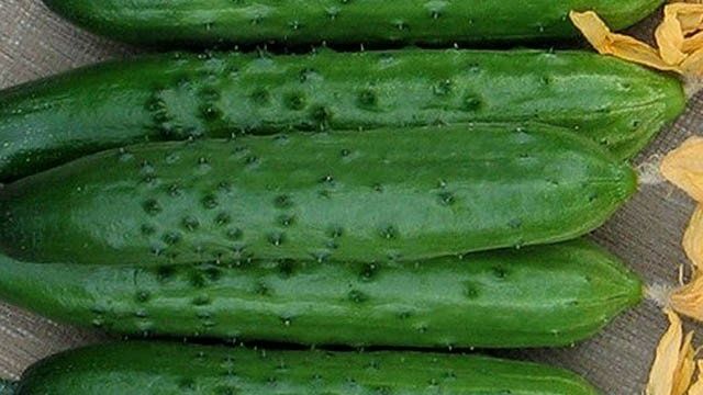 Огурец Зозуля F1 — характеристики, особенности выращивания, отзывы огородников