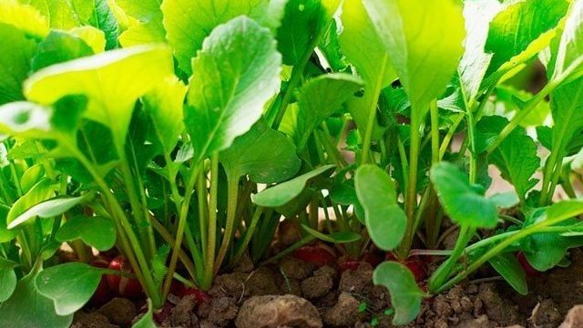 Как выращивать редис на продажу в отапливаемой теплице