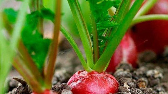 Рассада редиса: можно ли выращивать овощ через побеги, когда это лучше делать, как сеять в улитку, что подъедает всходы, что делать, если они вытянулись?