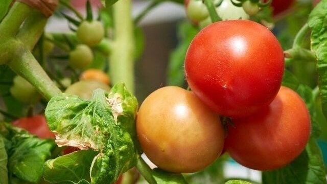 Чем подкормить томаты для сладости