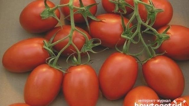 Описание сорта томата Марианна F1, его характеристика и урожайность
