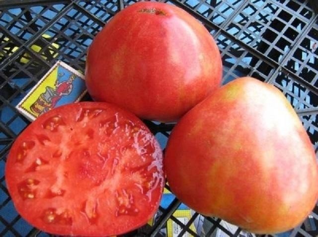 Сорт томатов алсу отзывы