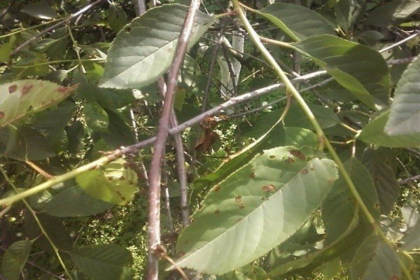 Листья черешни дроганова