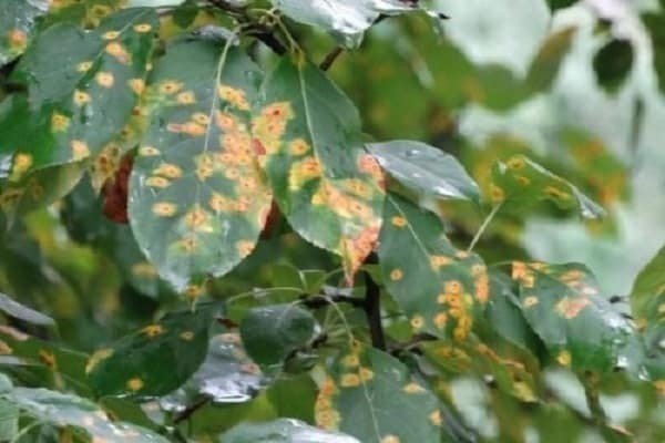 Пятнистость листьев груши