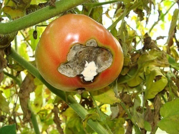 Болезни плодов помидор в открытом грунте