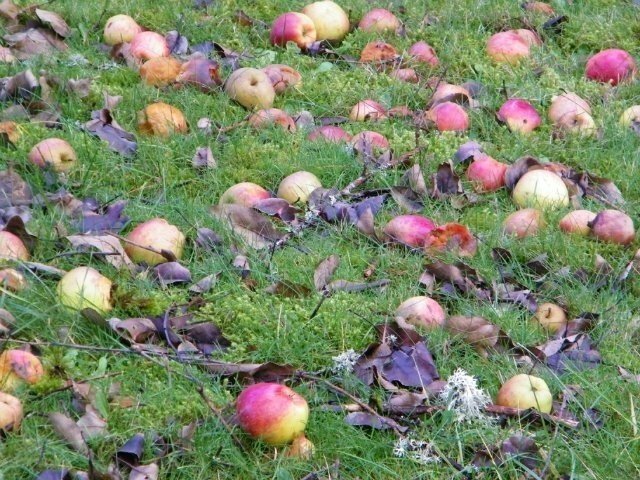 Яблоки новый урожай