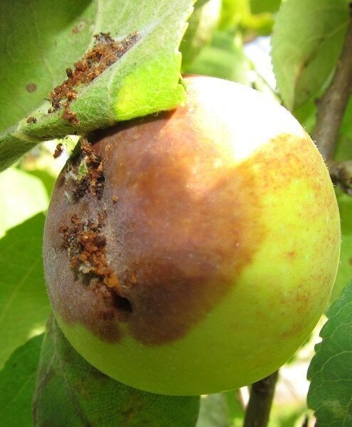 Яблоневая плодожорка поврежденный плод