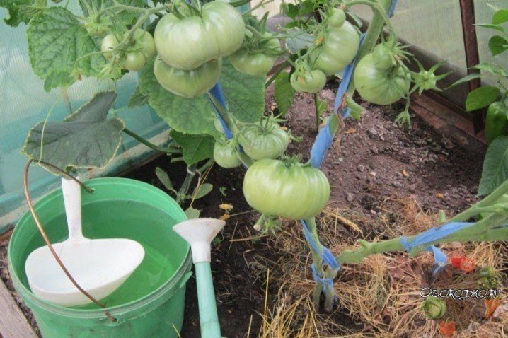Чем подкормить помидоры во время цветения