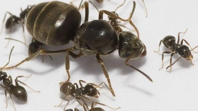 Как избавиться от муравьев в квартире или доме