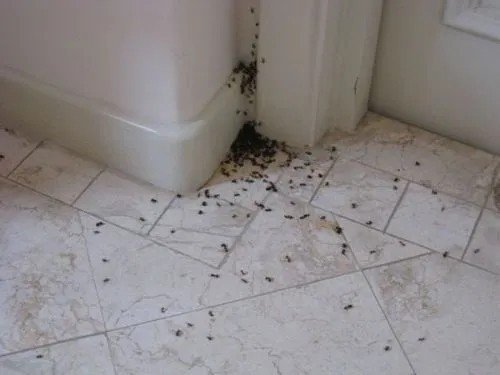 Тараканы в ванной от сырости