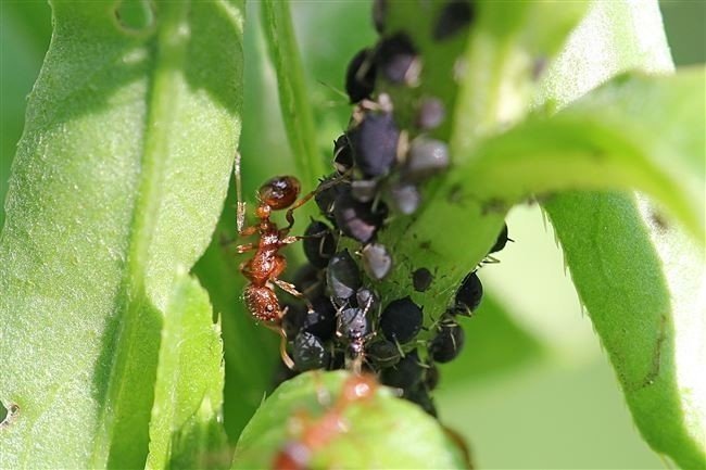 Черный садовый муравей с тлей