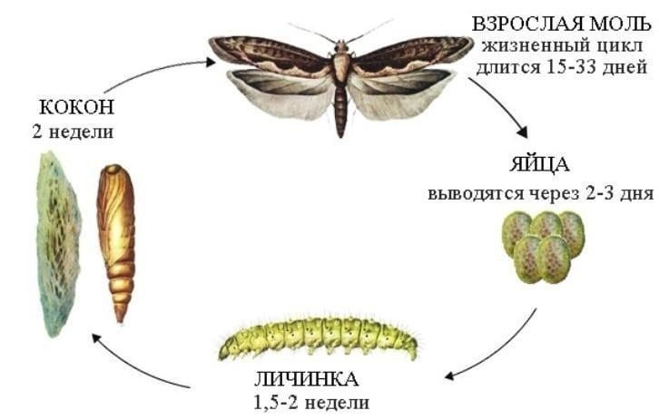 Цикл развития насекомых бабочки