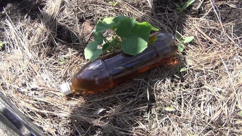 Вертушка из пластиковой бутылки для отпугивания кротов