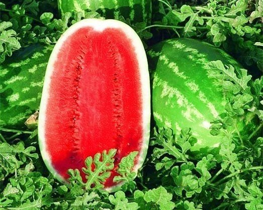 Арбуз сорт seedless watermelon