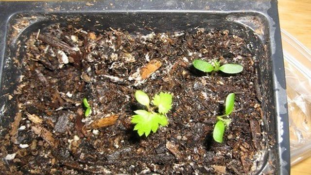 Ежевика из семян: выращивание в домашних условиях