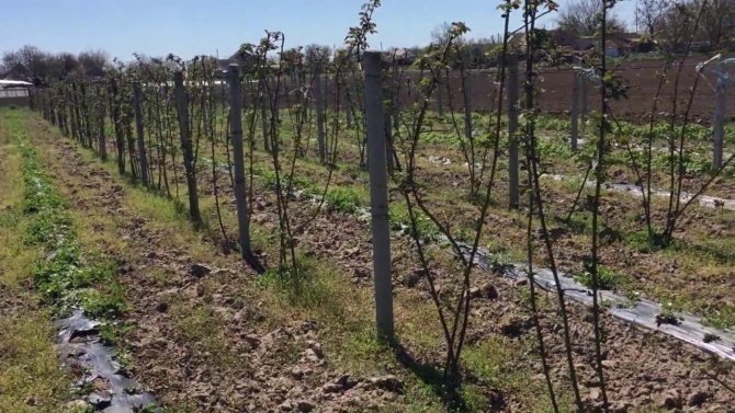 Виноградные плантации