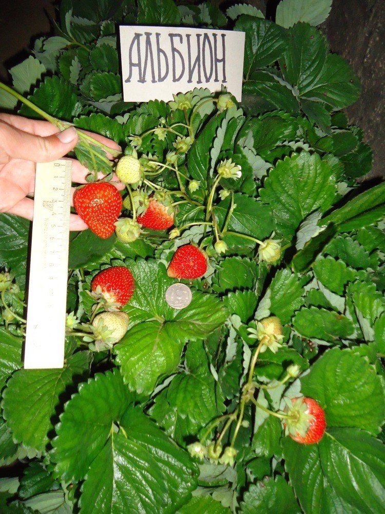 Размеры плодов клубники сорта Альбион