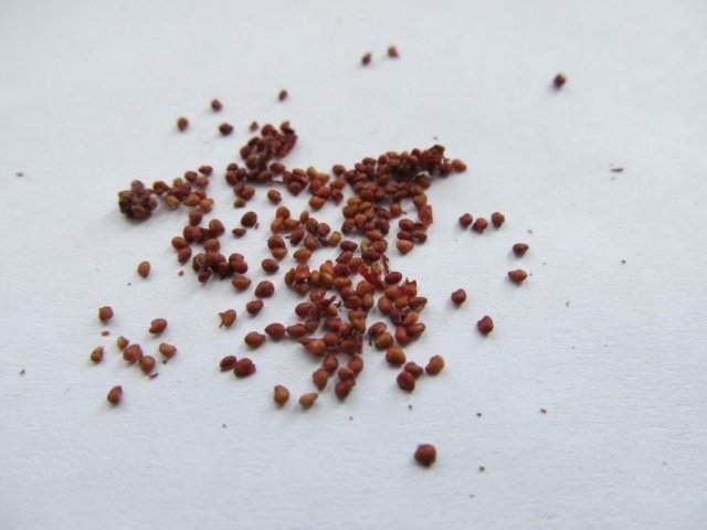 Семена клубники мурано