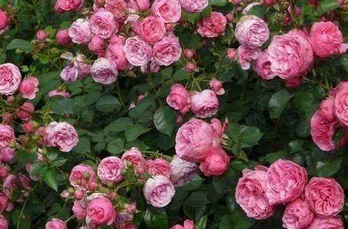 Роза розе де молинард