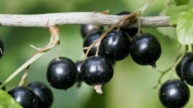 13 популярных сортов черной смородины