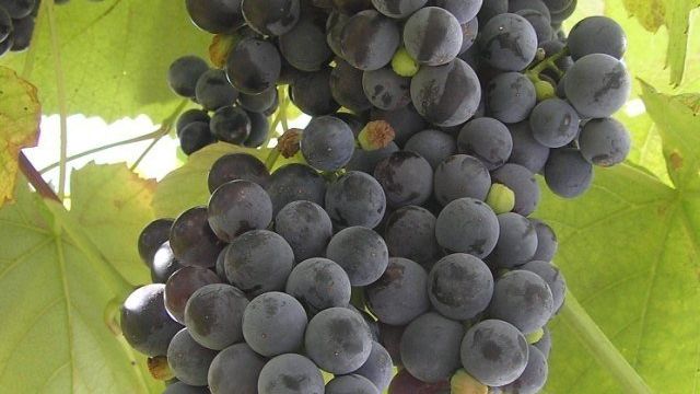 Как проводится обрезка винограда на зиму для начинающих