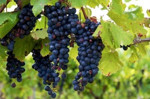 Виноград изабелла молдова