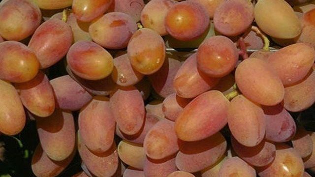 Потомок Ризамата — гибрид винограда проверенный временем