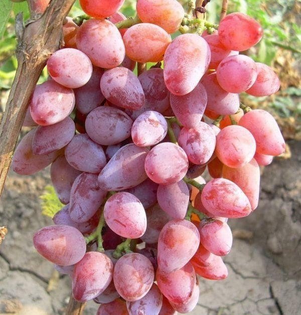 Дубовский розовый виноград