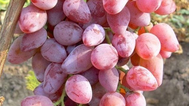 Виноград Тимур: описание сорта розового и белого