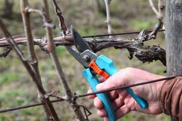 Обрезка винограда весной для начинающих