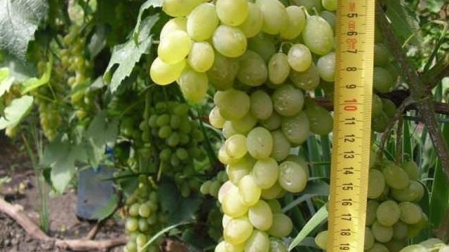 Виноград «Ананасный»: описание сорта и правила культивирования