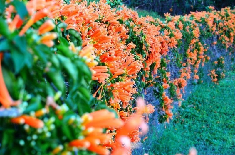 Цветы с оранжевыми цветами метелками