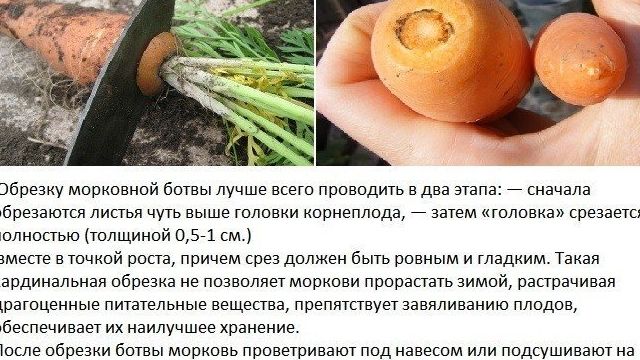 Как сохранить морковь в домашних условиях на зиму