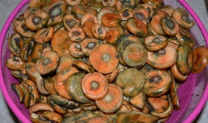 Рыжики грибы соленые