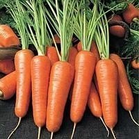 Морковь алтайская лакомка