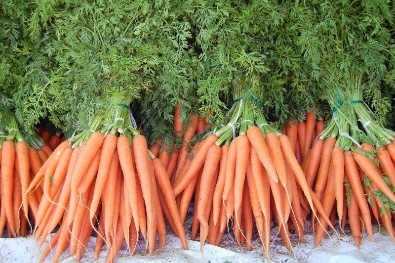 Морковь сорт шантеклер