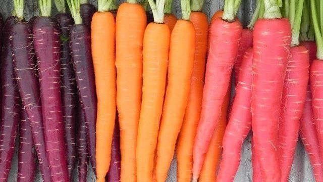 Срок хранения моркови
