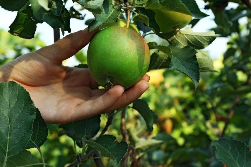 Сорт яблони кутузовец